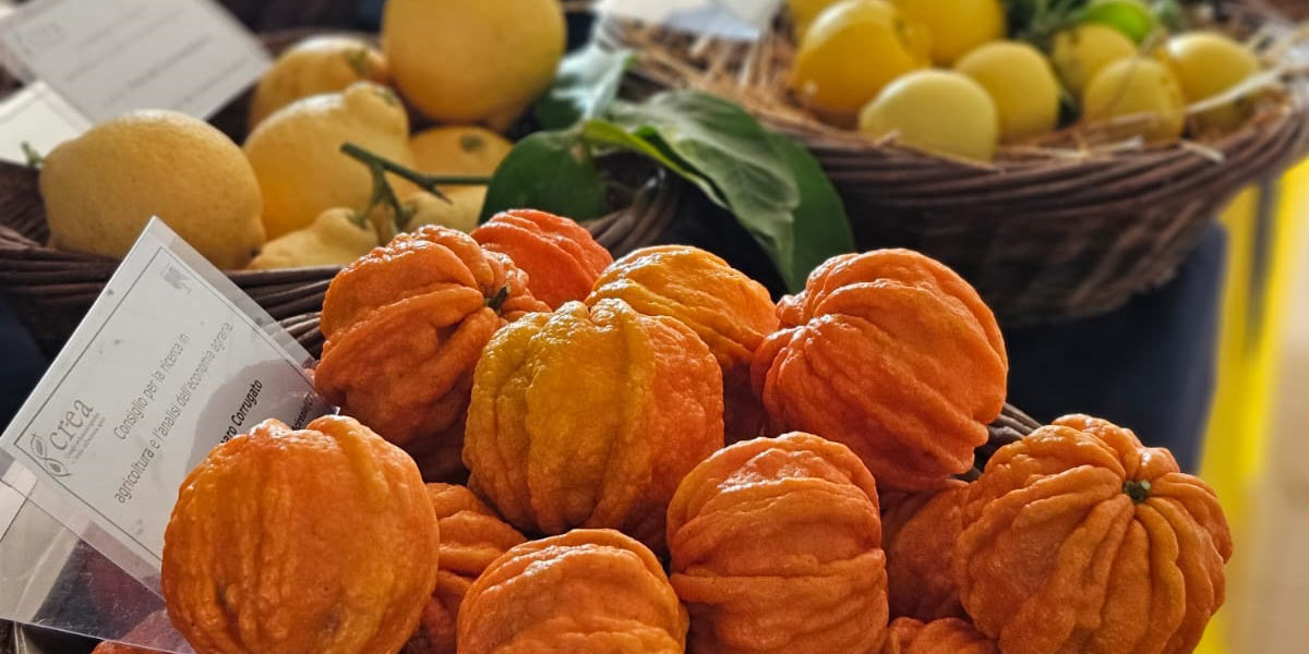 Agrumi, il punto sulla ricerca del Crea alla mostra pomologica